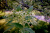 Ptelea trifoliata - Lederstrauch